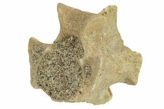 Fossil Sea Snake (Palaeophis) Vertebra - Morocco #277577