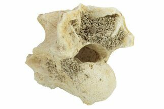 Fossil Sea Snake (Palaeophis) Vertebra - Morocco #277578