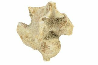 Fossil Sea Snake (Palaeophis) Vertebra - Morocco #277588