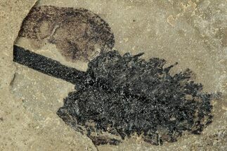 Fossil Plant - Green River Formation, Colorado #278137