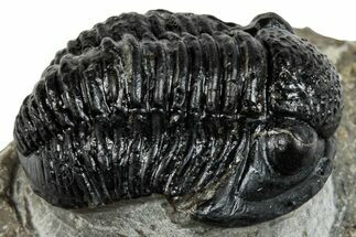 Curled Gerastos Trilobite Fossil - Morocco #277645