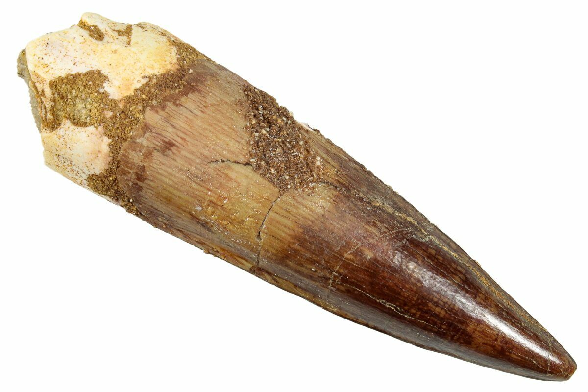 Real dinosaur tooth online for sale