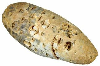 Fossil Seed Cone (Or Aggregate Fruit) - Morocco #277795
