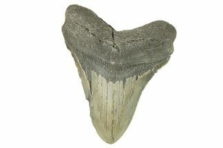 Serrated, Fossil Megalodon Tooth - North Carolina #272807
