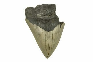 Bargain, Fossil Megalodon Tooth - Serrated Blade #272824