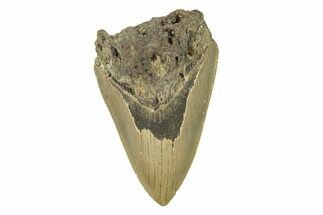Bargain, Fossil Megalodon Tooth - Serrated Blade #272825