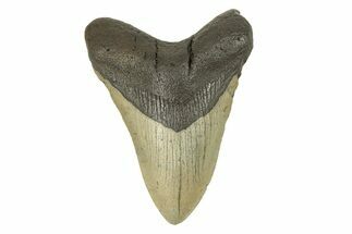 Serrated, Fossil Megalodon Tooth - North Carolina #273055