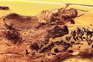 Partial Fossil Winged Termite (Mastotermitidae?) In Baltic Amber #278614