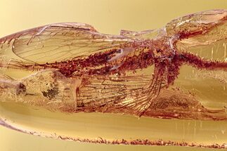 Partial Fossil Scorpionfly and Fungus Gnat in Baltic Amber #278638