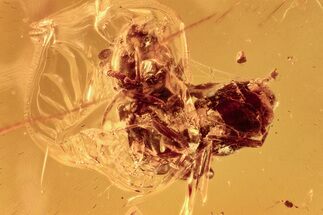 Detailed Fossil Ants (Formicidae) with Spider Webs in Baltic Amber #278866