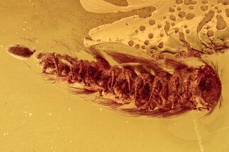 Fossil Bristle Millipede (Synxenidae) in Baltic Amber - Frassing #278885