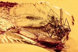 Fossil Winged Aphid (Hemiptera) In Baltic Amber #278710