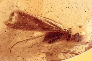 Fossil Caddisfly (Trichoptera) and Larvae (Diptera) in Baltic Amber #278712