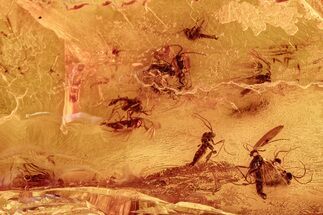 Fossil Fungus Gnat Swarm (Sciaridae) In Baltic Amber #278770