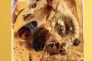 Detailed Fossil Millipede Vestiges and Coprolites in Baltic Amber #278773