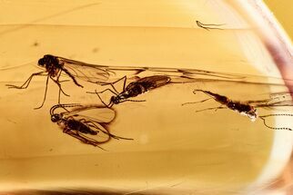 Three Fossil Fungus Gnats and a Parasitoid Wasp In Baltic Amber #278813