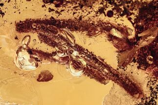 Oxidized Fossil Twig Vestiges In Baltic Amber #278598