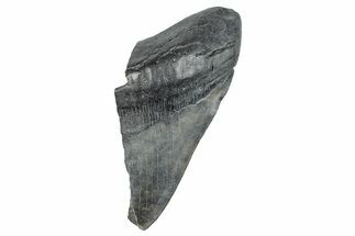 Partial Megalodon Tooth - South Carolina #272567