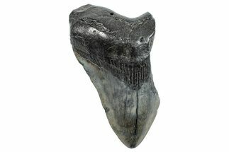 Partial Fossil Megalodon Tooth - Very Heavy #272589