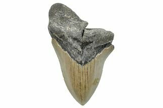 Partial, Fossil Megalodon Tooth - Serrated Blade #273043