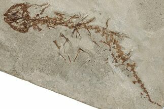 Fossil Salamander (Chelotriton) - Gračanica, Bosnia #278950