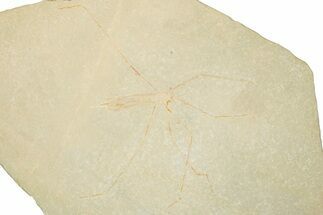 Jurassic Fossil Waterstrider (Propygolampis) - Germany #279036