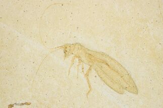 Giant Jurassic Locust (Pycnophlebia) Fossil - Solnhofen Limestone #279065