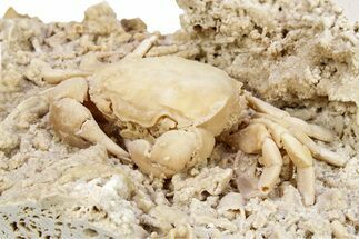 Fossil Crab (Potamon) Preserved in Travertine - Turkey #279029