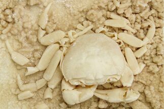 Fossil Crab (Potamon) Preserved in Travertine - Turkey #279088