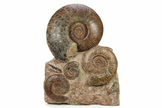 Tall, Jurassic Ammonite (Hammatoceras) Display - France #279365