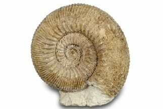 Jurassic Ammonite (Stephanoceras) Fossil - England #279162