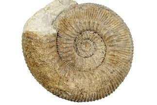 Jurassic Ammonite (Stephanoceras) Fossil - England #279162