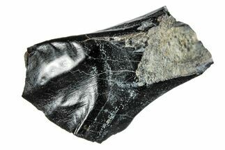 Fossil Iguanodon (Mantellisaurus) Tooth - England #279404