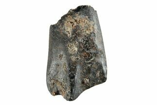 Fossil Iguanodontid Shed Tooth - England #279418