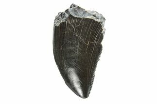 Rare, Serrated Fossil Theropod (Neovenator) Tooth - England #279429