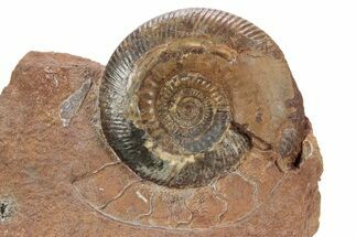 Jurassic Ammonite (Parkinsonia) Fossil - Sengenthal, Germany #279350