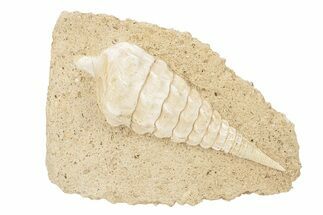 Eocene Fossil Sea Snail (Campanile) Shell - France #279502