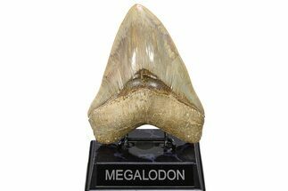 Serrated, Fossil Megalodon Tooth - Collector Quality #279180