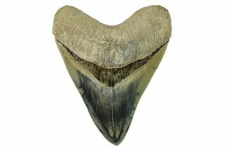 Serrated, Fossil Megalodon Tooth - Indonesia #279196