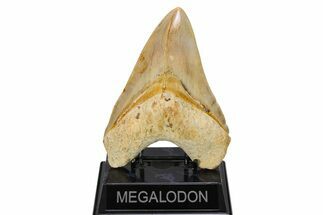 Serrated, Fossil Megalodon Tooth - Indonesia #279207