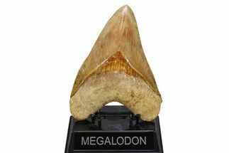 Serrated, Fossil Megalodon Tooth - Indonesia #279226