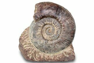 Toarcian Ammonite (Hammatoceras) Fossil - France #279282