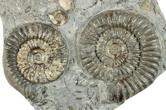 Fossil Ammonite (Arnioceras) Cluster - Holderness Coast, England #279473