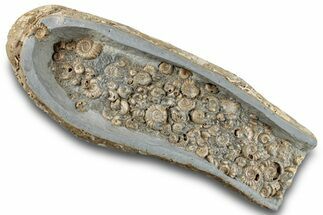 Ammonite (Promicroceras & Cymbites) Cluster - England #279475