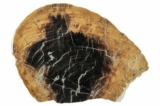 Jurassic Purbeck Fossil Wood Slab - Dorset, England #279479