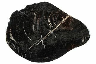 Jurassic Purbeck Fossil Wood Slab - Dorset, England #279481