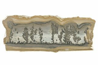 Triassic Aged Stromatolite Fossil - England #279487