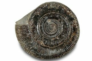 Jurassic Ammonite (Dactylioceras) Fossil - England #279540