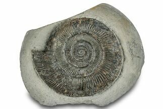 Jurassic Ammonite (Dactylioceras) Fossil - England #279545