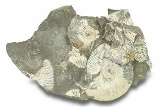 Jurassic Ammonite (Kosmoceras) Fossil - Gloucestershire, England #279556